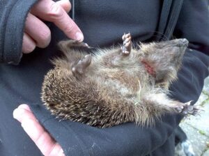 Hedgehog 1
