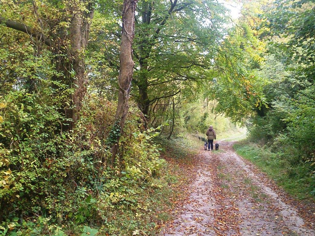 walking-in-autumn
