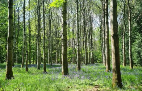 Trees Sunlight & Bluebells