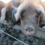 Bridge Farm
