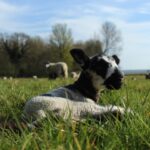 Bridge Farm