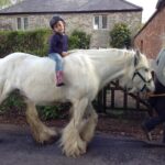 White Horse Gypsy Caravans White Horse Gypsy Caravans