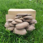 Mushroom Culture