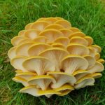 Mushroom Culture