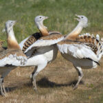Great Bustard Group Great Bustard Group