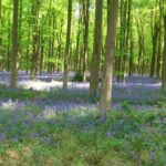 West Woods West Woods